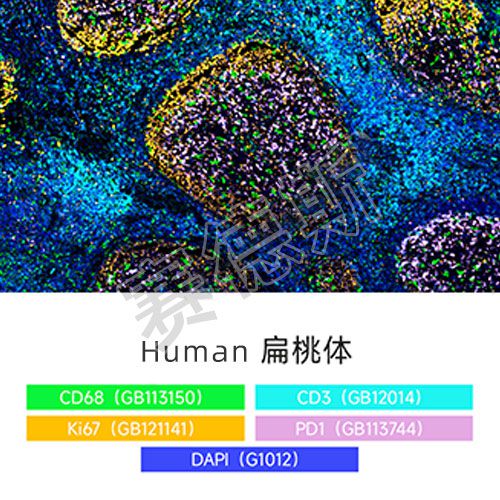 免疫荧光四标五色（切片）