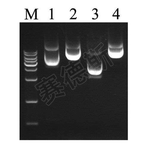 质粒大提（质粒）