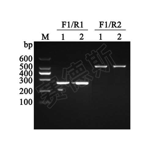 PCR